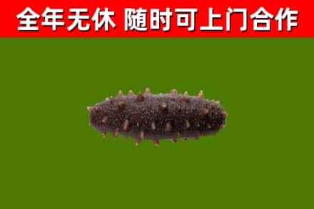 盘锦烟酒回收干海参.jpg
